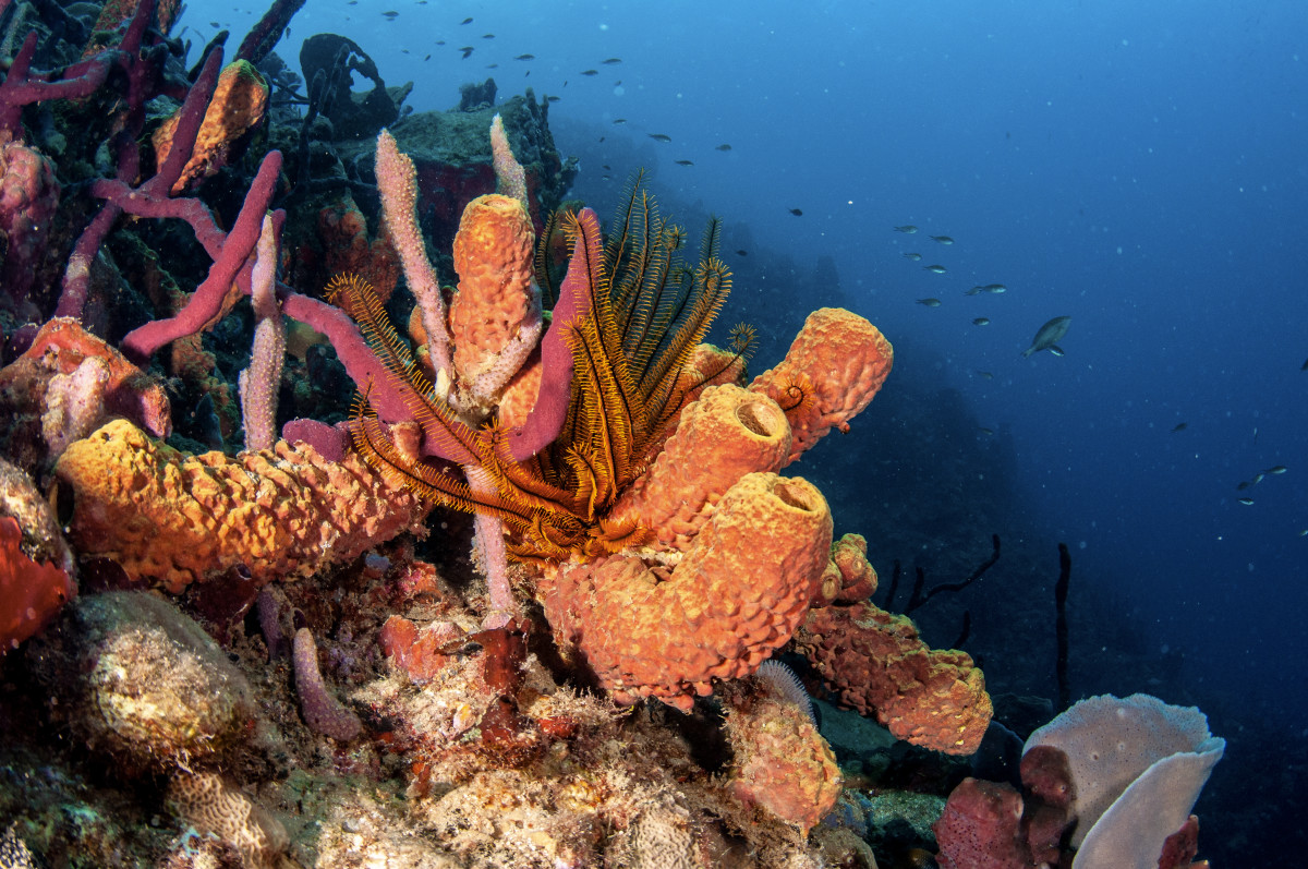 Diving in Dominica.